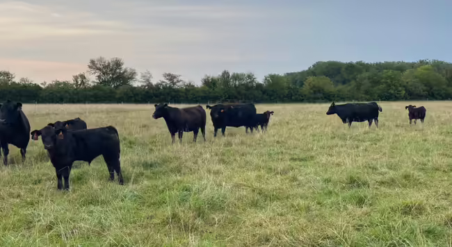 Cows and calves on pasture