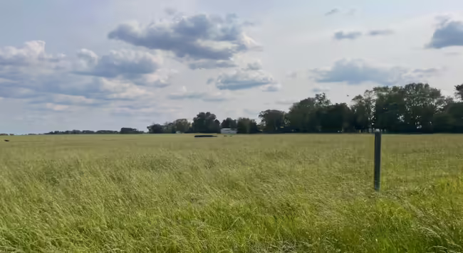 Cows off in the distance grazing in a pasture
