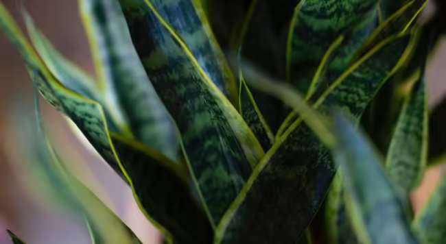 Flat green mottled leaves of snake plant against a brown background