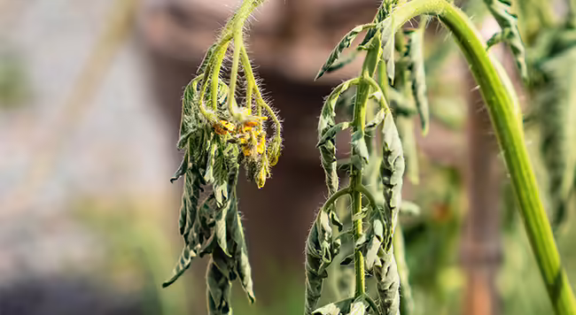 tomato leaves and stems drooping and wilted