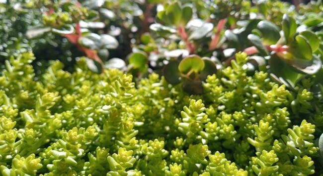 small-leaved green sedum grows into pink stalked green-leaved sedum