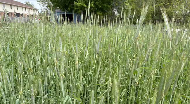 a waving stand of cereal rye cover crop in the garden just before termination