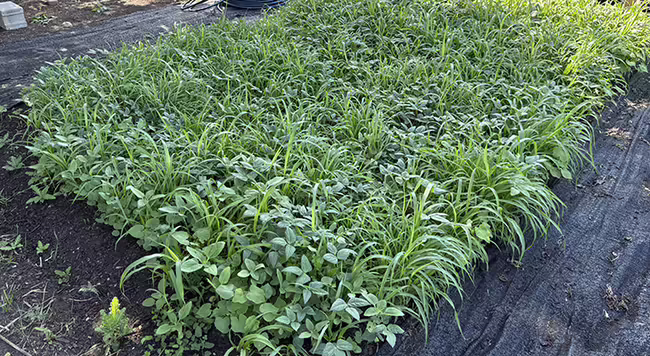 an established stand of summer cover crop plants creating a carpet of green on the soil