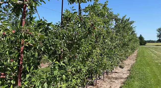 row of apple trees in an orchard