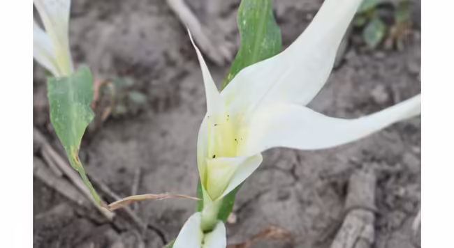 white bleached out leaves on sweet corn seedling