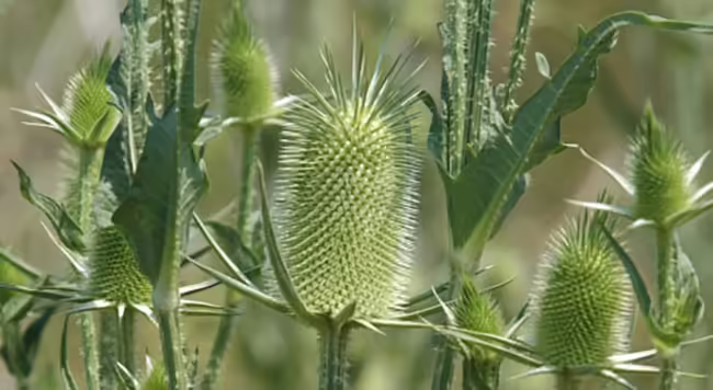 teasel