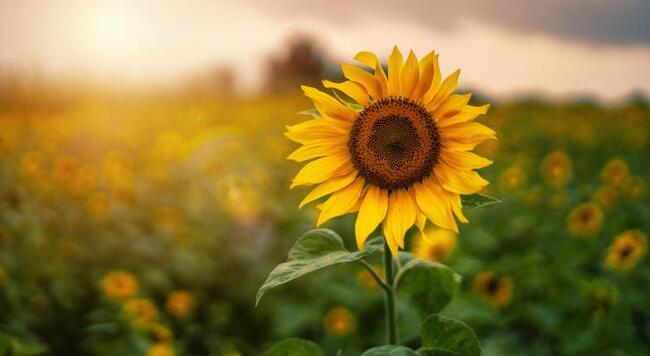 focus on one sunflower in front of a field of sunflowers lit from behind by sun