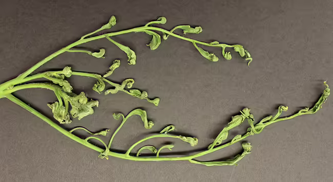 a tomato plant damaged by herbicides with curled unrecognizable leaves