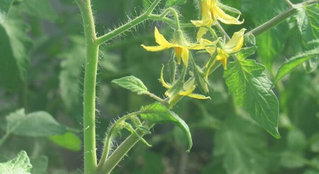Tomato plant with yellow flowers