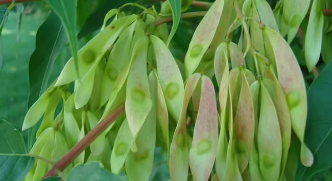 tree of heaven