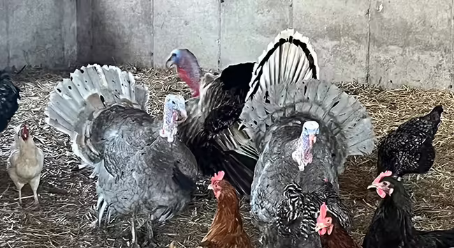 chickens and turkeys gathered together in a barn