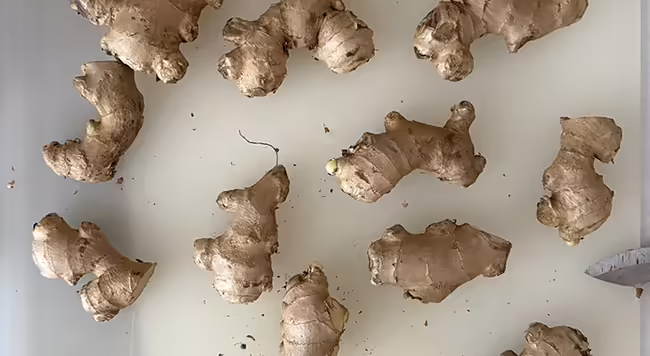 dormant ginger rhizomes ready to pre-sprout