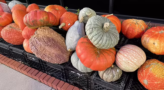 display of orange, blue, and tan pumpkins on top of upside down milk crates