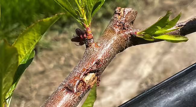 peach tree branch with small leaves and busted part of bark from hail