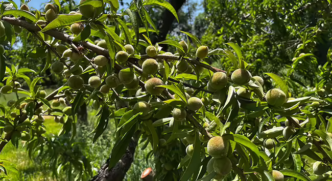 A peach tree with green leaves and many green fruits the size of a marble.