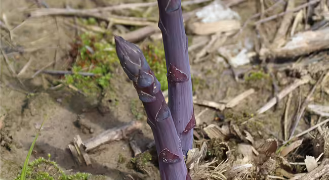 Close-up of a purple asparagus stalk