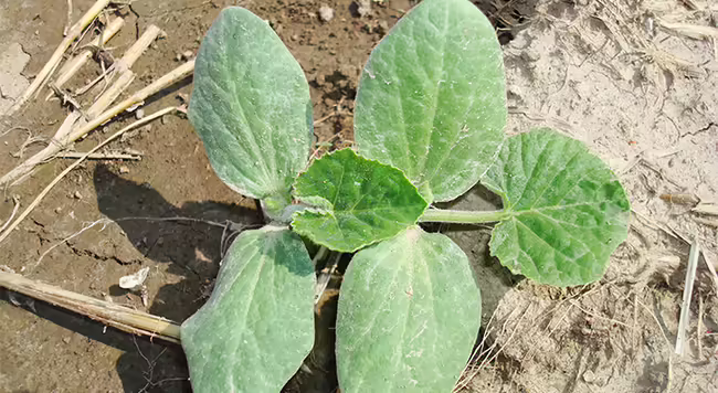 image of two pumpkin seedlings emerged side by side on bare ground, each with two cotyledons and a small first true leaf.