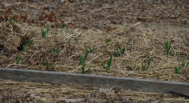 garlic growing in a raised bed in March 2022