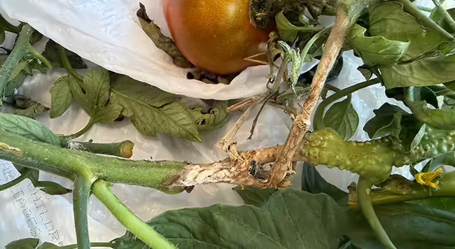 tomato stem with section of dying tan colored tissue