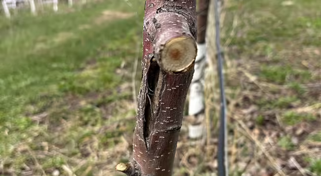 A small diameter apple trunk with a vertical split in the bark from winter damage