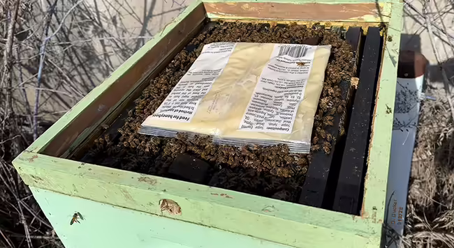 fondant packet placed on a  bee hive