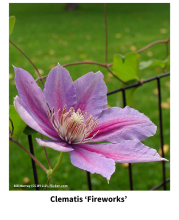 Flower of Clematis 'Fireworks'