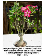 Many houseplants, like desert roses, are native to tropical and subtropical climates and need to be brought indoors once temperatures begin to cool. A desert rose plant with a swollen trunk, pink flowers, and green leaves. 