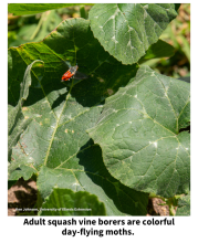 Adult squash vine borers are colorful day-flying moths. Adult moth flying near the leaves of a squash plant.