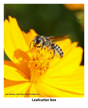a leafcutter bee on a yellow flower 
