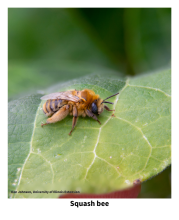a squash bee resting on a leaf