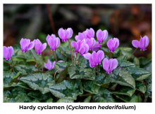 Hardy cyclamen in bloom with pink flowers and mottled foliage