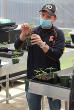 U of I Extension Educator shows students how to close a young hemp plant