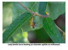Lady Beetle larva feeding on oleander aphids on milkweed.