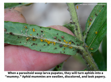 When a parasitoid wasp larva pupates, they will turn aphids into a "mummy." Aphid mummies are swollen, discolored, and look papery.