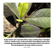Scale insects are covered with a waxy coating that resembles a fish or reptile scale. Scale and other houseplants pests like mealybugs and aphids produce honeydew which can lead to the development of sooty mold on leaves.  Photo by Scott Nelson