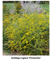 Solidago rugosa 'Fireworks' plant blooming