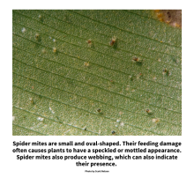 Spider mites are small and oval-shaped. Their feeding damage often causes plants to have a speckled or mottled appearance. Spider mites also produce webbing, which can also indicate their presence.   Photo by Scott Nelson