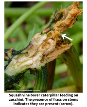 Squash vine borer caterpillar feeding on zucchini. The presence of frass on stems indicates they are present (arrow).