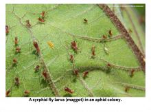 A syrphid fly larva (maggot) in an aphid colony.