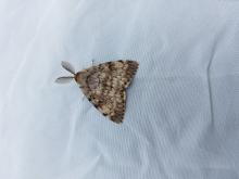 Adult male gypsy moth