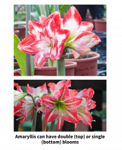 Amaryllis can have double (top) or single (bottom) blooms.