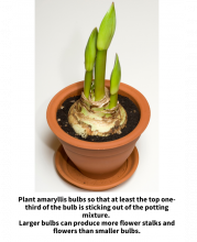 Plant amaryllis bulbs so that at least the top one-third of the bulb is sticking out of the potting mixture.  Larger bulbs can produce more flower stalks and flowers than smaller bulbs. Amaryllis bulb in pot with three flower stalks emerging from bulb.