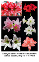 Amaryllis can be found in various colors and can be solid, striped, or mottled. Red, pink, white amaryllis blooms, some of which are solid colors, other are stripped.