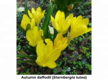 bright yellow flowers of autumn daffodil, Sternbergia lutea