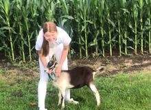 champion dairy goat