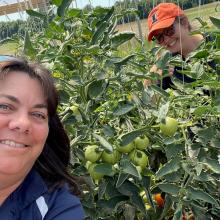 two Extension employees in high tunnel of tomato plants