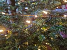 Photo of Incandescent and LED lights in a Christmas Tree