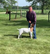 champion meat wether