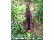 dark purple spathe of Dragon arum (Dracunculus vulgaris)
