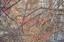 Japanese barberry fruit